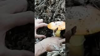 Che Fungo Amanita Caesarea