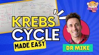 Krebs Cycle  Made Easy