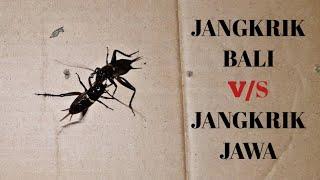 ADU JANGKRIK  GIGITAN MAUT JANGKRIK JALITENG - JANGKRIK BALI VS JANGKRIK JAWA _ Battlesurvival.