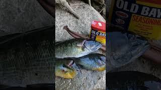 Bass and Red breasted Sunfish for Dinner  #outdoors