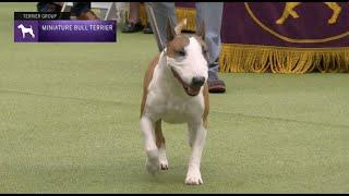 Miniature Bull Terriers  Breed Judging 2023