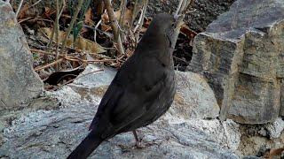 The Injured Thrush Bird