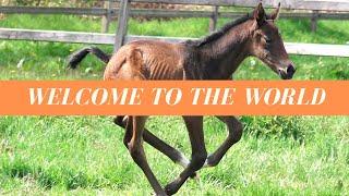 Meet DOLCE Newborn Foal Horse Birth Vlog