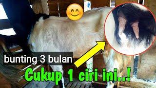 Ciri kambing dara bunting 3 bulan cukup dari 1 hal ini  breeding kambing