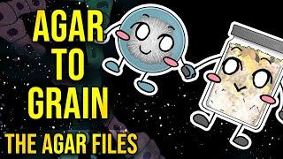 The Agar Files - Inoculating Agar to Grain