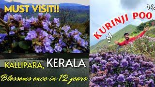 BLOOMS ONCE IN 12 YEARS    NEELA KURUINJI POO  MUST VIST 2022