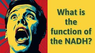 What is the function of the NADH?