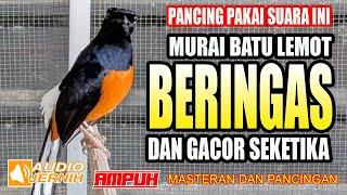 Murai batu lemot jadi ikut sewot gara-gara mendengar suara murai batu ini  murai  batu ikut gacor