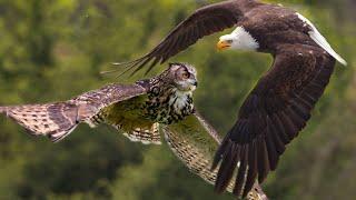 Amazing Eagle attack Owl moment