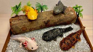 Opening Japanese Capsule Toygashapon Giant salamander and Mexican salamander and Axolotl