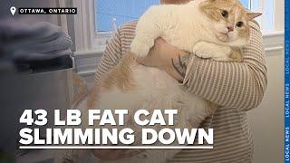 Overweight cat takes on weight loss journey