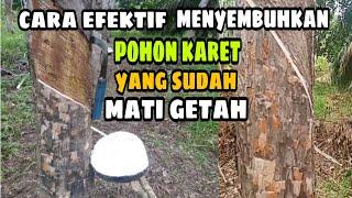 Cara Efektif mengatasi pohon karet yang mati getah