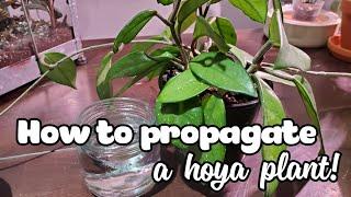 How To Propagate A Hoya  Water Propagation Method