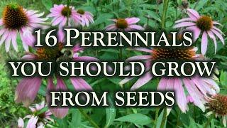 16 Perennial flowers you should grow from seeds. This is why