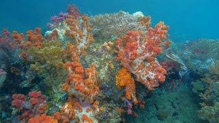 Diving Ambon Banda Sea and Triton Bay 4k