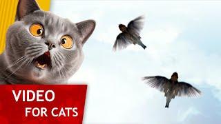  Cat Games - Get That Sparrow  Video for Cats to watch 1 hour version of our classic Game