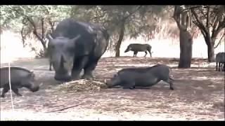 RHINO KILLS WARTHOG IN ONE SECOND