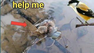 baby bird almost dies as a result of being swept into the river bird eps 244