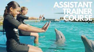 Assistant Trainer Course - Dolphin Academy Curaçao