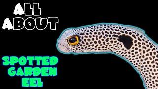 All About The Spotted Garden Eel