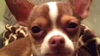 Choco the Macho Chihuahua tells you about Sammy Jean the monkey