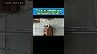 Usia yang tepat penjodohan Lovebird agar cepat kawin #videoshorts #kicaugalaxy