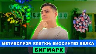 Метаболизм клетки Биосинтез белка  Интенсив БигМарк  Марк Ламарк