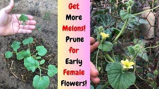 Get More Melons Prune for Early Female Flowers#melon #gardening #gardeningtips #howtogrow #plants