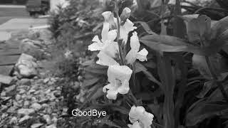 Goodbye \\ Sad Emotional Beat \\ Sai Xiong \\