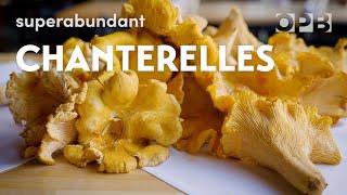 Foraging giant wild chanterelle mushrooms in Oregon  Superabundant