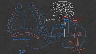 Фізіологія. Нервова регуляція дихання
