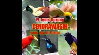 Jenis-jenis Burung Cendrawasih yang Ada Di Papua