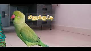சிரிப்பழகி  முழுமையாக பாருங்க #bird #parrot #talkingparrot #trending #viral