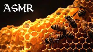 The World of Bees ASMR Story for Sleep