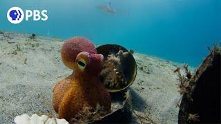 Spy Octopus Helps Friend Hide From Shark