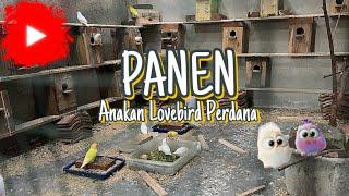 PANEN ANAKAN LOVEBIRD DI KANDANG KOLONI  Panen Lovebird Kandang Koloni