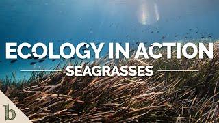 Seagrasses  Ecology In Action