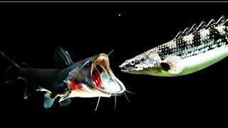 Top 5 Craziest Gulper Catfish AttackGulper Catfish Eating Flowerhorn Fish Bichir Koi FishCichlid