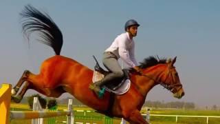 Showjumping Horse \ קפיצות ראווה - סוסים