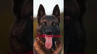 TOP 3 WORST DOGS TO OWN FOR FIRST TIME  DOG OWNERS #alabai  #belgianmalinois  #husky  #k9