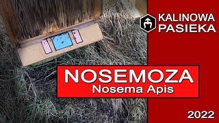 Nosemoza -  Nosema Apis  oblot 2022  choroba w pasiece. Kalinowa Pasieka