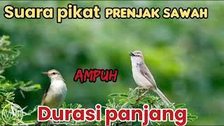 suara pikat prenjak sawah ampuh.