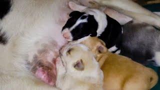 Nursing small beautiful newborn puppies in the middle of the street