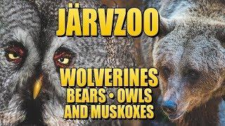 Wolverines Wolves and Bears at Järvzoo 2018 - Järvsö Travel Guide