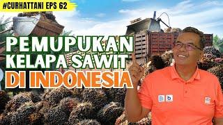 Pemupukan Kelapa Sawit Indonesia Produsen CPO Terbesar Sedunia  CurHatTani #62