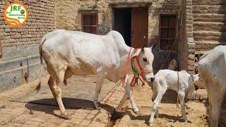 For Sale 75000RsPure #Haryana Breed Cow 4th Lactation Milk13Kg+ Jind.9069866000.