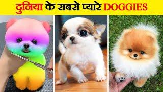 दुनिया के सबसे प्यारे कुत्ते  Cutest Dogs in the World  World’s Cutest Dog Breeds