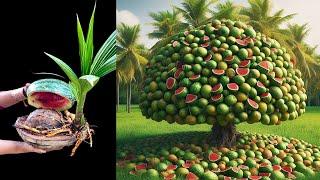 Amazing...How to growing coconut with Watermelon gat alot of fruits