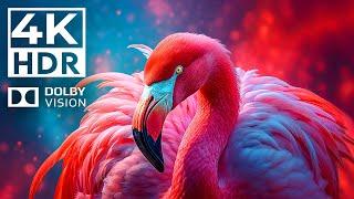 Crazy Adventure Dolby Vision 4K HDR  with Cinematic Sounds Animal Colorful Life