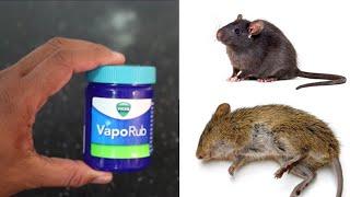 MAGIC VIKS VAPORUB How To Get Rid of Mouse Rats Permanently In a Natural Way  Mr. Maker